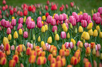 Bicolor tulip blumen in garten borders