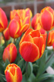 Colorful tulips lining a garten path
