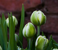 Grün Tulpe Blumensamen – Landhaus Garten wichtig Traditionssorte & ohne Gentechnik Samen zur Aussaat Hausgarten
