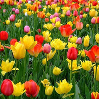 Tulip bulbs and samen ready for anpflanzung