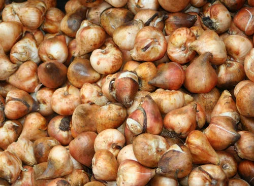 Braun Tulpe Blumensamen zur Aussaat Drought verträglich Traditionssorte & ohne Gentechnik Samen Hausgarten