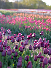Lila tulip bulbs and samen ready for anpflanzung