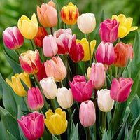 Tulip blume collection – bright and fragrant tulip samen