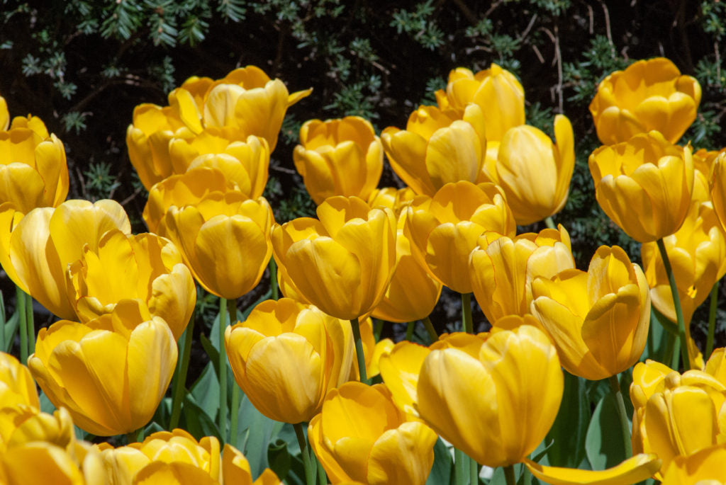 Tulip blumen wachsend in spring garten