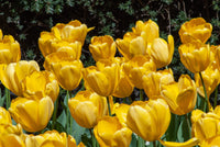 Tulip blumen wachsend in spring garten