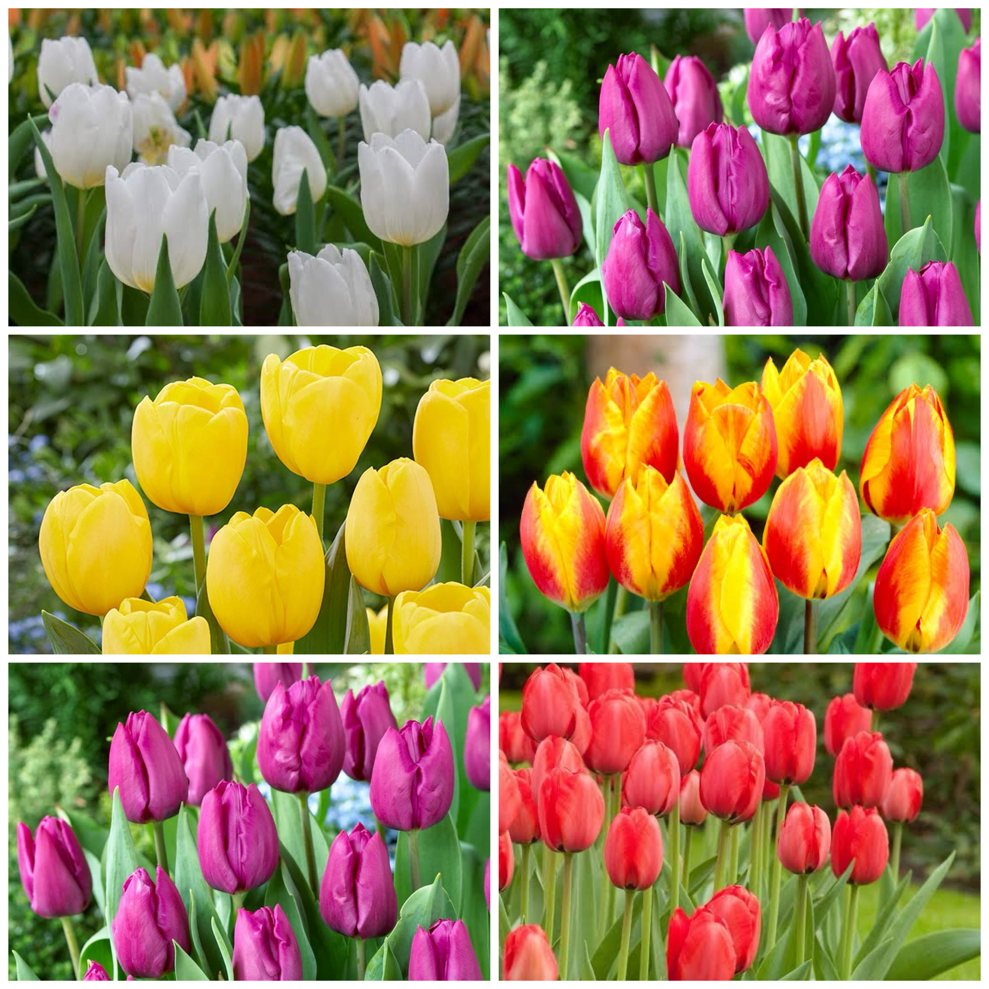 Tulip blume samen anpflanzung and wachsend guide