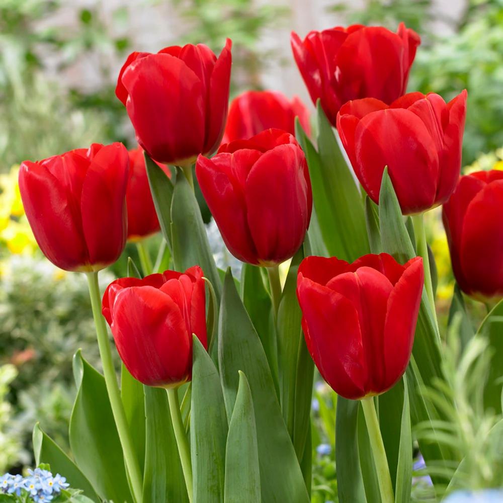 Rot Tulpe Blumensamen zur Aussaat – pflegeleicht – Traditionssorte & ohne Gentechnik Samen Hausgarten