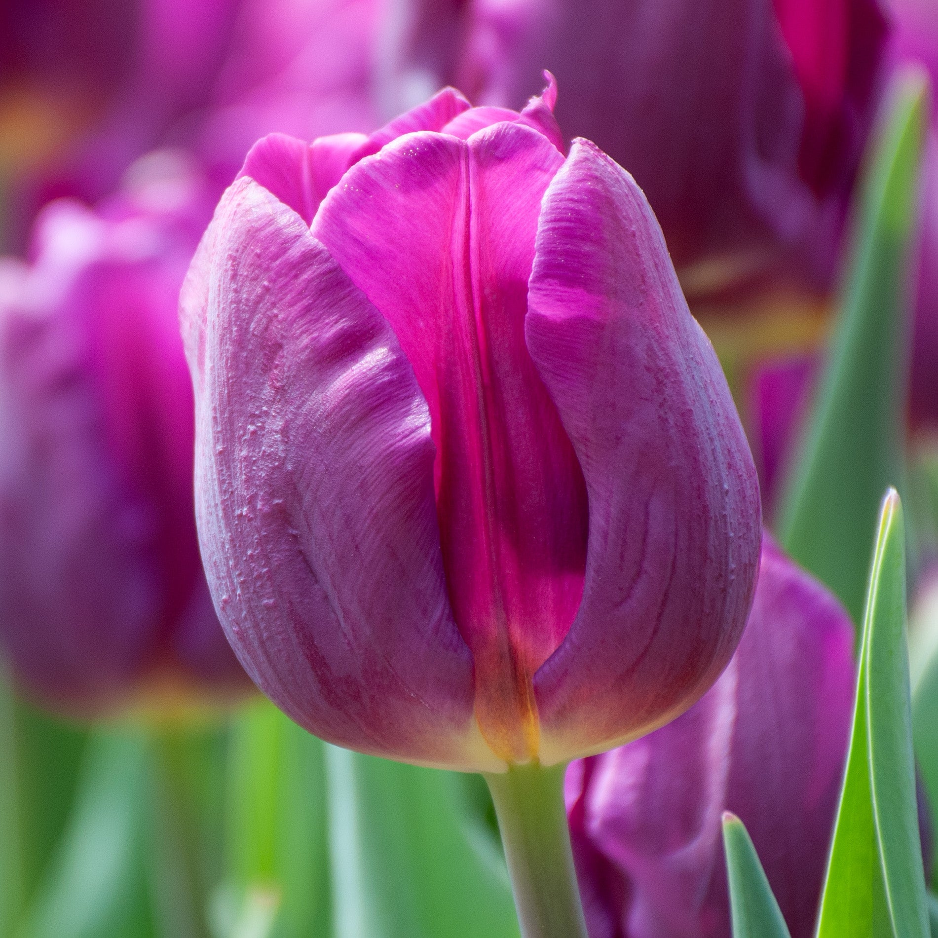 Weiß & violet tulip blumen in garten bed