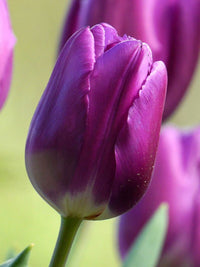 Lavender tulip pflanzen in garten bed