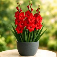 Lavender tulip pflanzen in garten bed