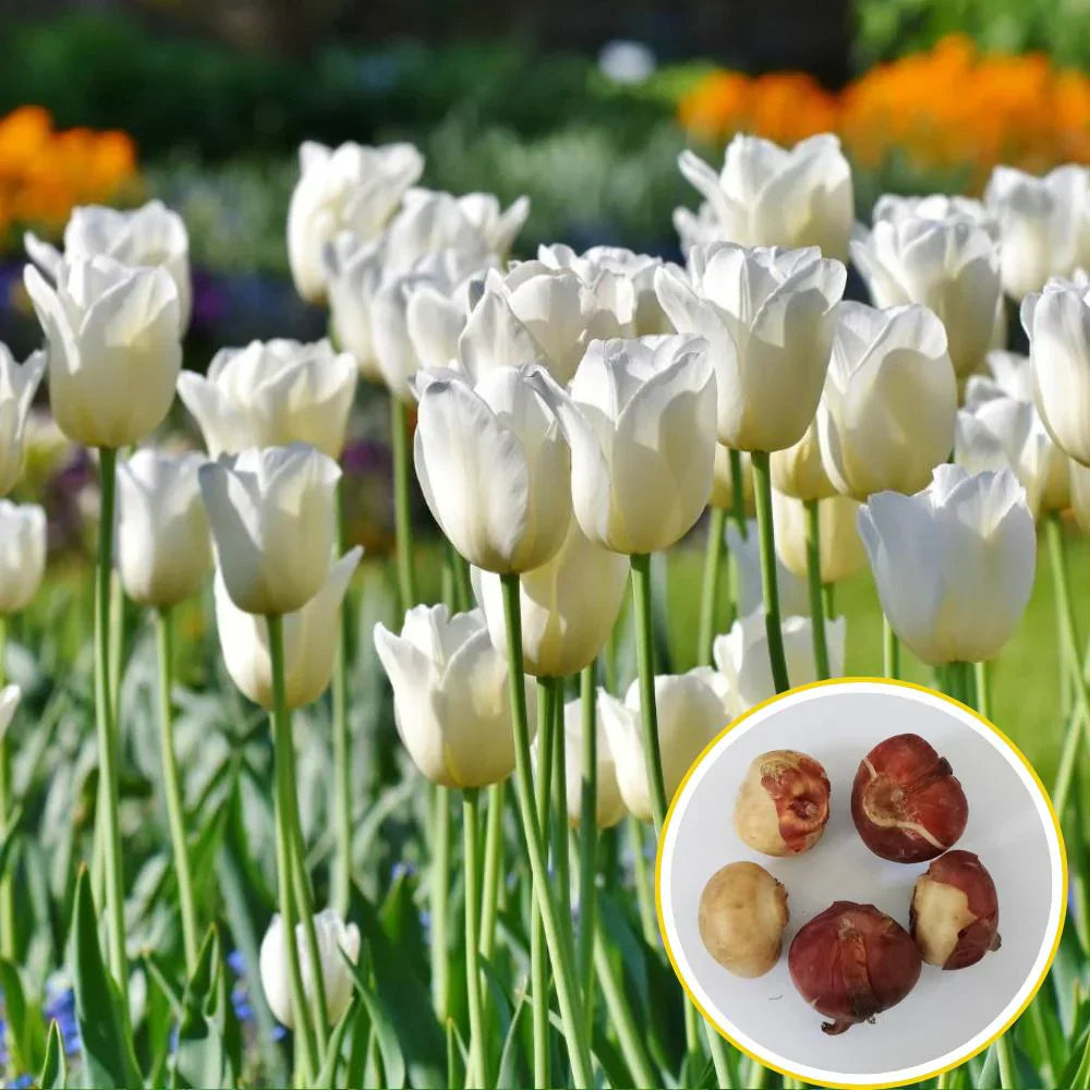 Weiß and gelb tulips in a spring garten