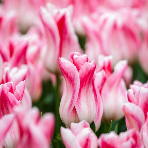 Rosa Weiß Tulpe Blumensamen zur Aussaat – duftend Blüten – Traditionssorte & ohne Gentechnik Samen Hausgarten