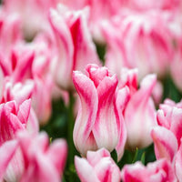 Rosa Weiß Tulpe Blumensamen zur Aussaat – duftend Blüten – Traditionssorte & ohne Gentechnik Samen Hausgarten