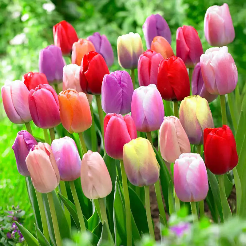 Tulips in decorative garten landscaping