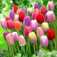 Tulips in decorative garten landscaping
