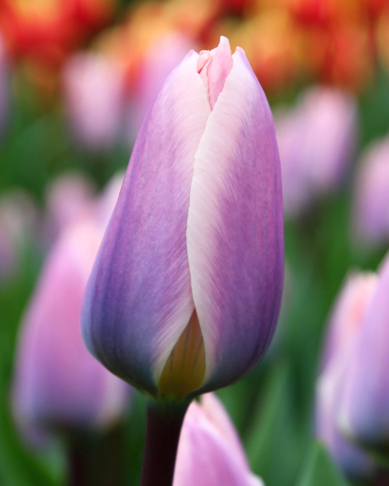 hell Lila Tulpe Blumensamen leuchtend Frühling Gärten