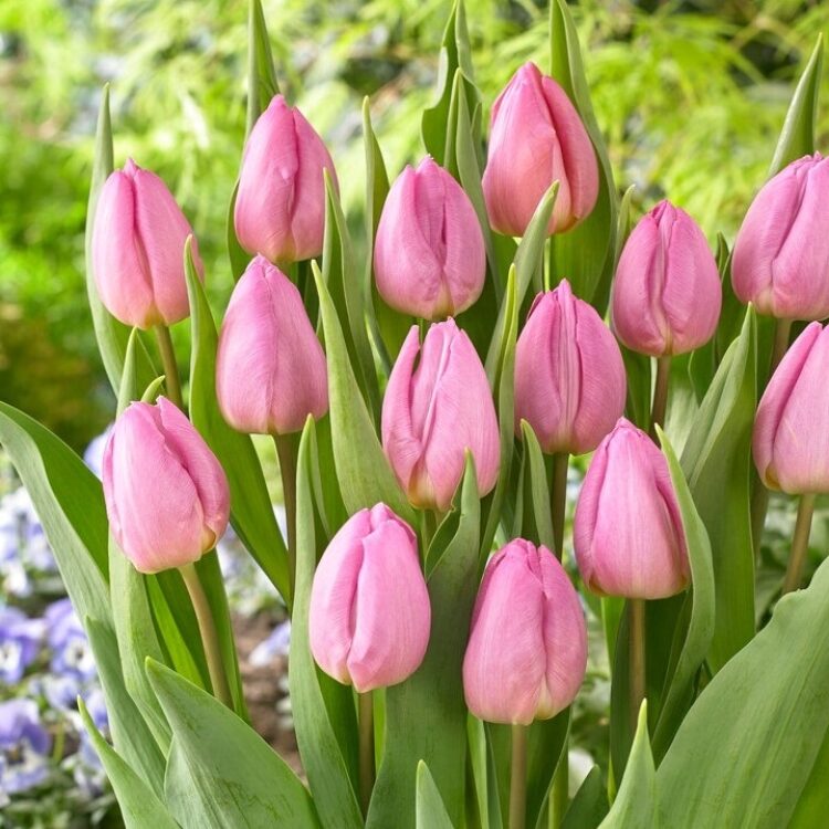 Tulpe hell Rosa Blumensamen zur Aussaat – Garten beliebt – Traditionssorte & ohne Gentechnik Samen Hausgarten