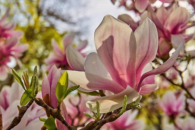 Rosa Weiß Yulan Blumensamen zur Aussaat kompakt Wuchs Traditionssorte & ohne Gentechnik Samen Hausgarten