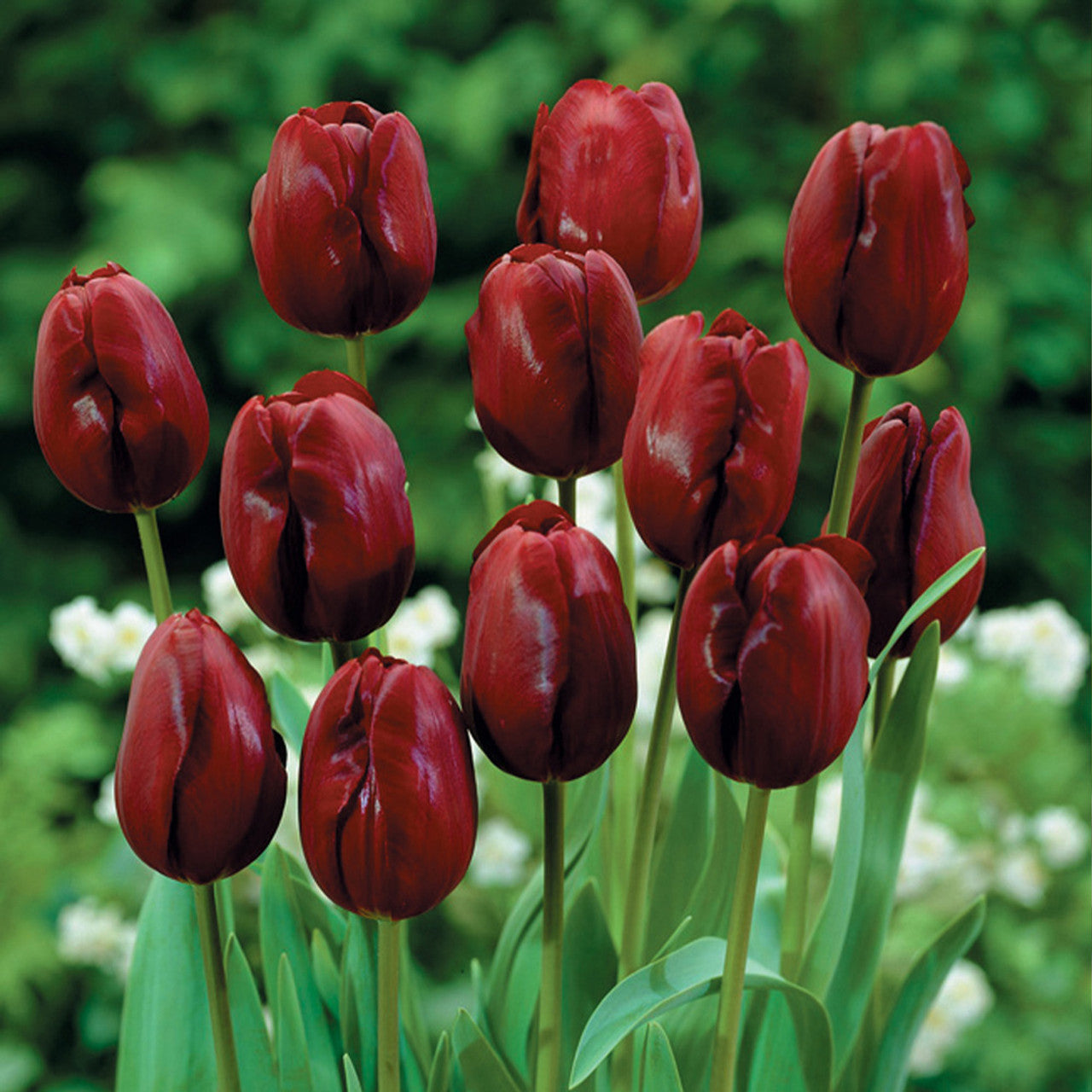 Maroon tulip variety for spring anpflanzung