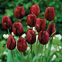 Maroon tulip variety for spring anpflanzung