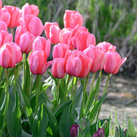 Pale rosa tulip blooms in backyard garten