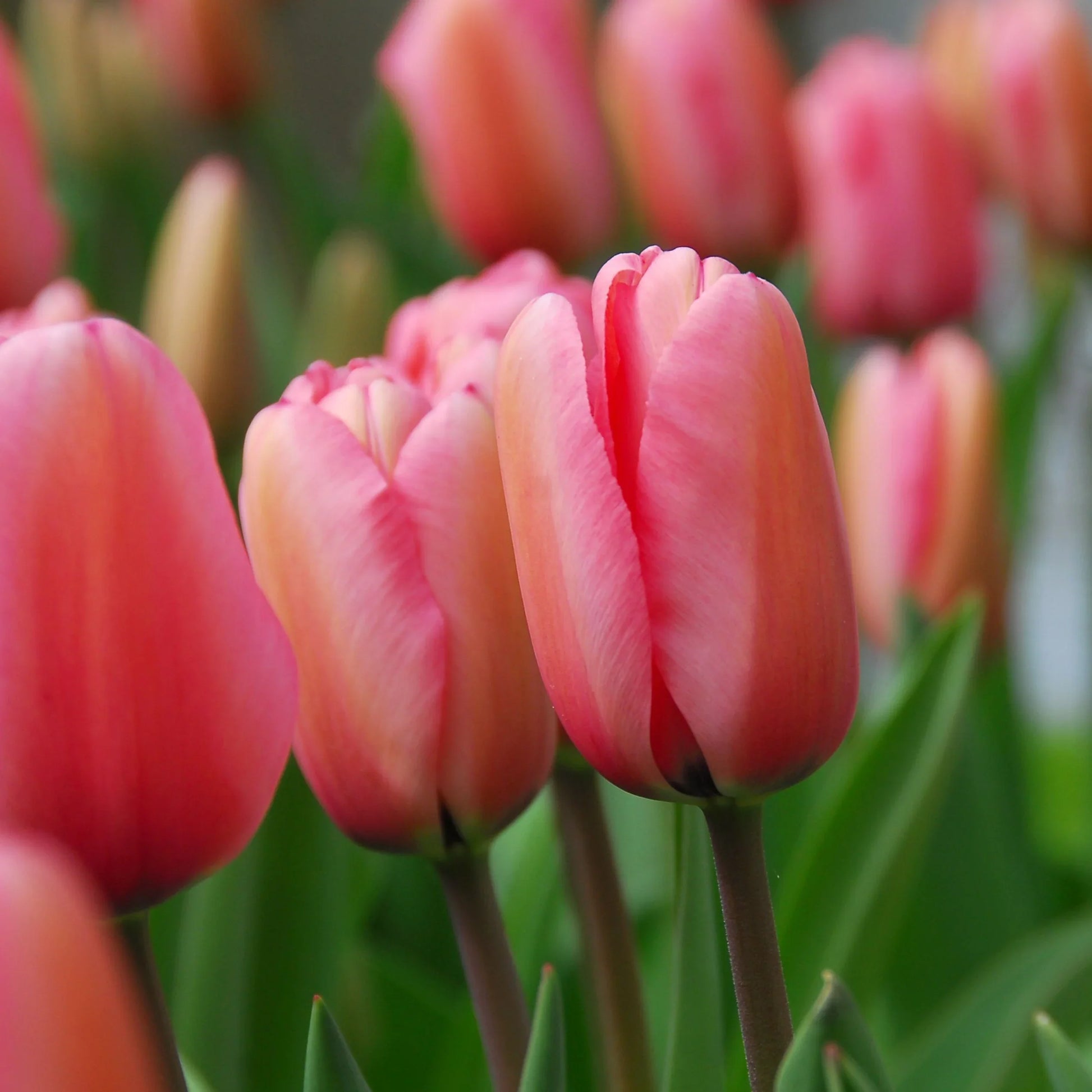 Potted pale rosa tulip blumen in sunlight
