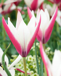 Peppermint Stick Tulpe Blumensamen zur Aussaat Anzucht Traditionssorte & ohne Gentechnik Samen Hausgarten