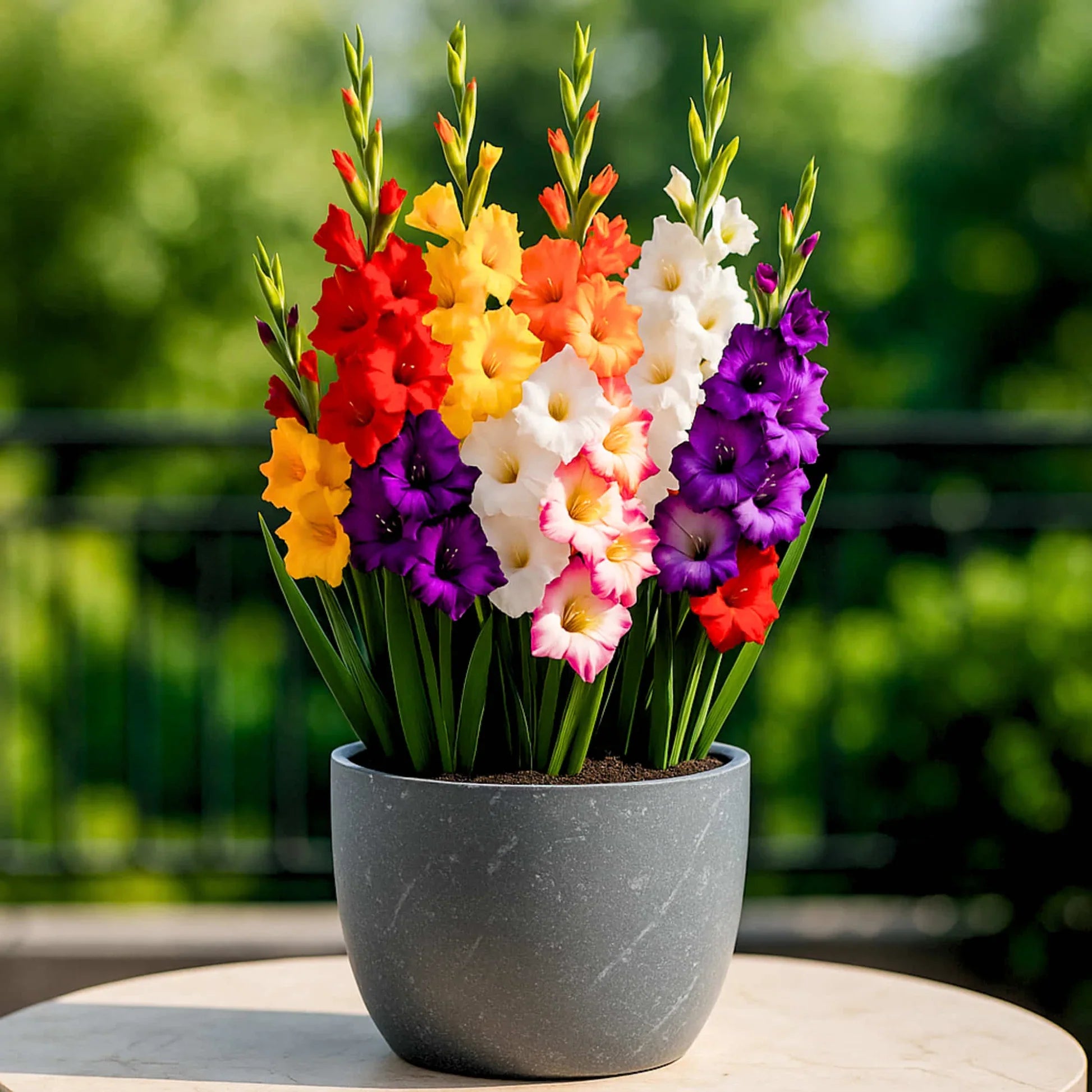 Lavender tulip blumen in topf