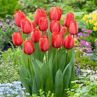 Rot Rosa Tulpe Blumensamen zur Aussaat sonnenliebend Traditionssorte & ohne Gentechnik Samen Hausgarten