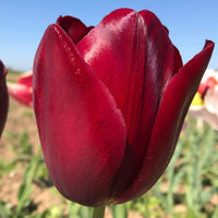 Non-gmo maroon tulip samen for anpflanzung