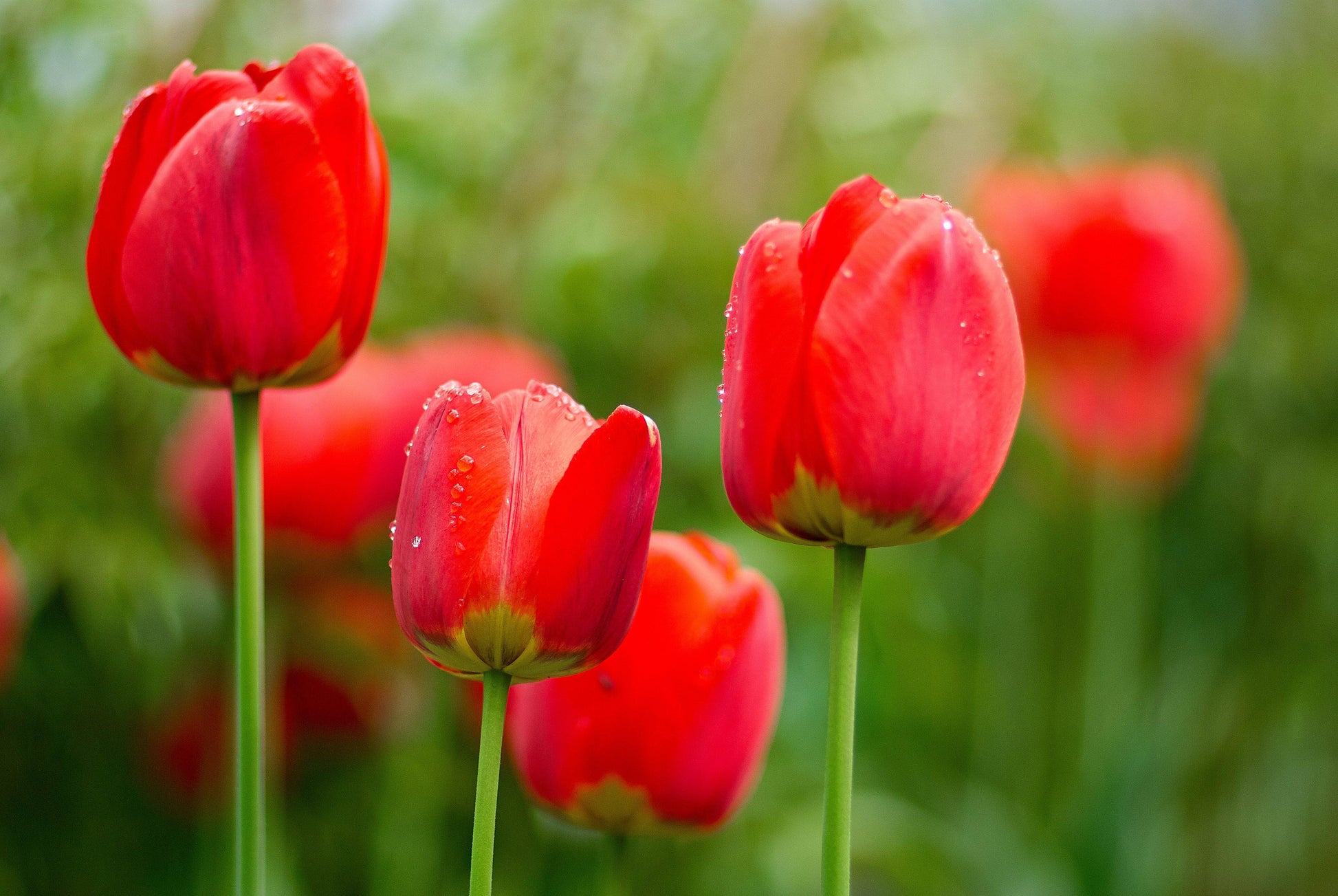 Tulip spring blooming samen – rot maroon garten blumen