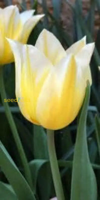 Tulip gelb weiß samen for anpflanzung