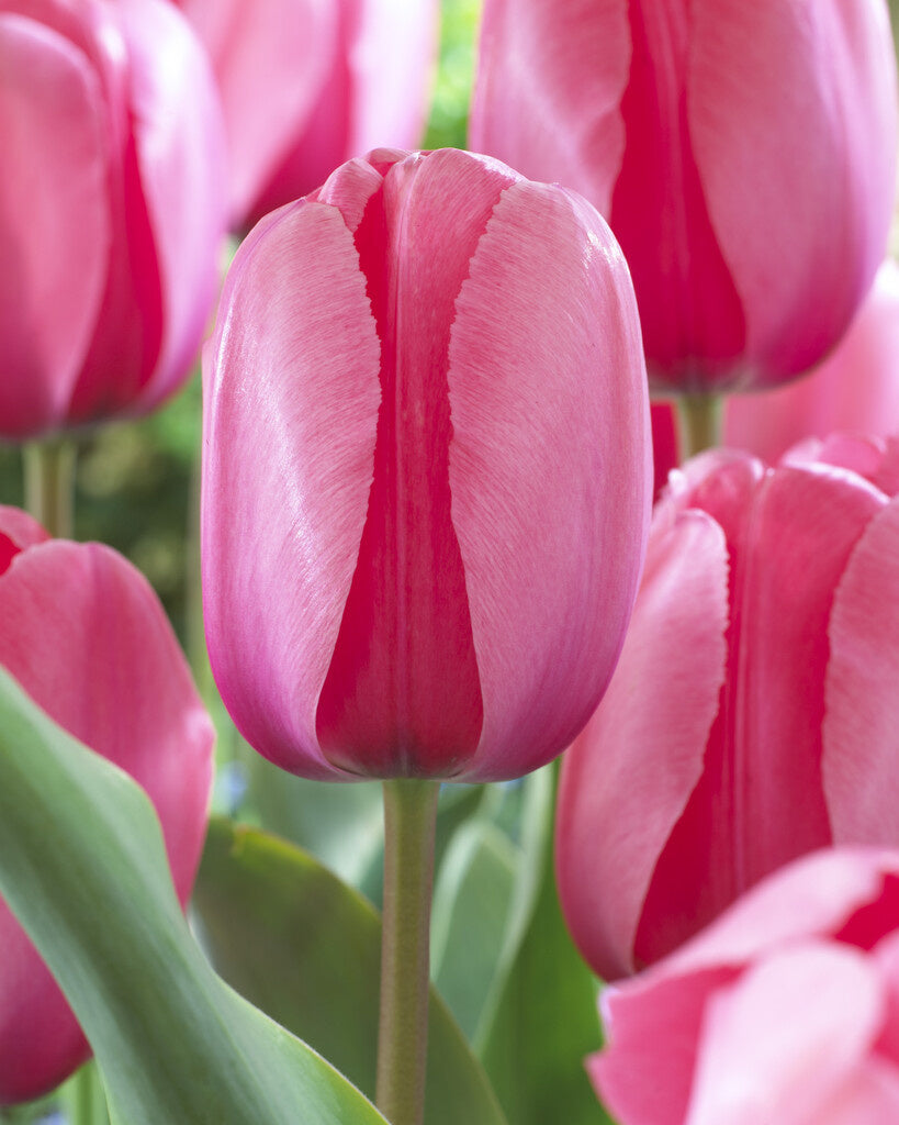 Rosa Odorous Tulpe Blumensamen zur Aussaat – lang Blüte Saison – Traditionssorte & ohne Gentechnik Samen Hausgarten