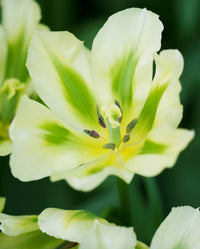 Grün Weiß Tulpe Blumensamen zur Aussaat – Drought verträglich – Traditionssorte & ohne Gentechnik Samen Hausgarten