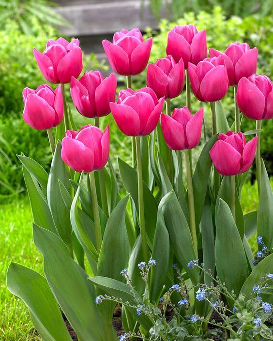 klein Rosa Tulpe Blumensamen zur Aussaat – robust Sorte – Traditionssorte & ohne Gentechnik Samen Hausgarten