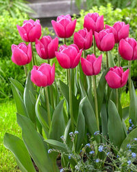 klein Rosa Tulpe Blumensamen zur Aussaat – robust Sorte – Traditionssorte & ohne Gentechnik Samen Hausgarten