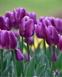 tief Lila Tulpe Blumensamen zur Aussaat leuchtend Blüten Traditionssorte & ohne Gentechnik Samen Hausgarten