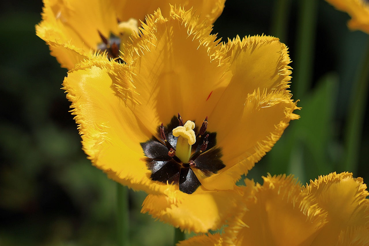 Fringed Blumensamen zur Aussaat sonnenliebend Traditionssorte & ohne Gentechnik Samen Hausgarten