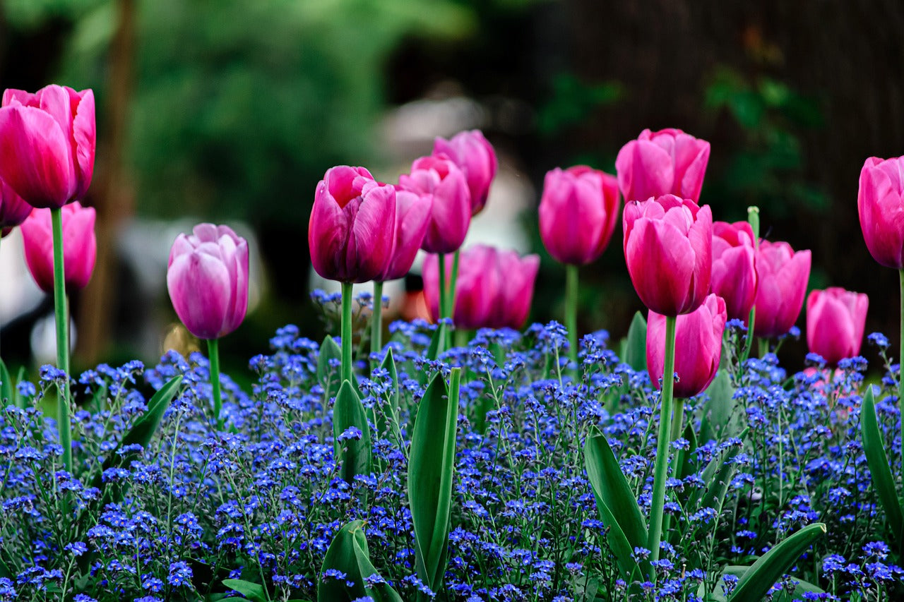 Lavendel Tulpe Blumensamen zur Aussaat saisonal Dauerblüher Traditionssorte & ohne Gentechnik Samen Hausgarten