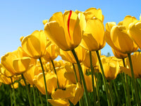 Tulpe Gelb Rot Blumensamen zur Aussaat – hochwertige Qualitäts- – Traditionssorte & ohne Gentechnik Samen Hausgarten