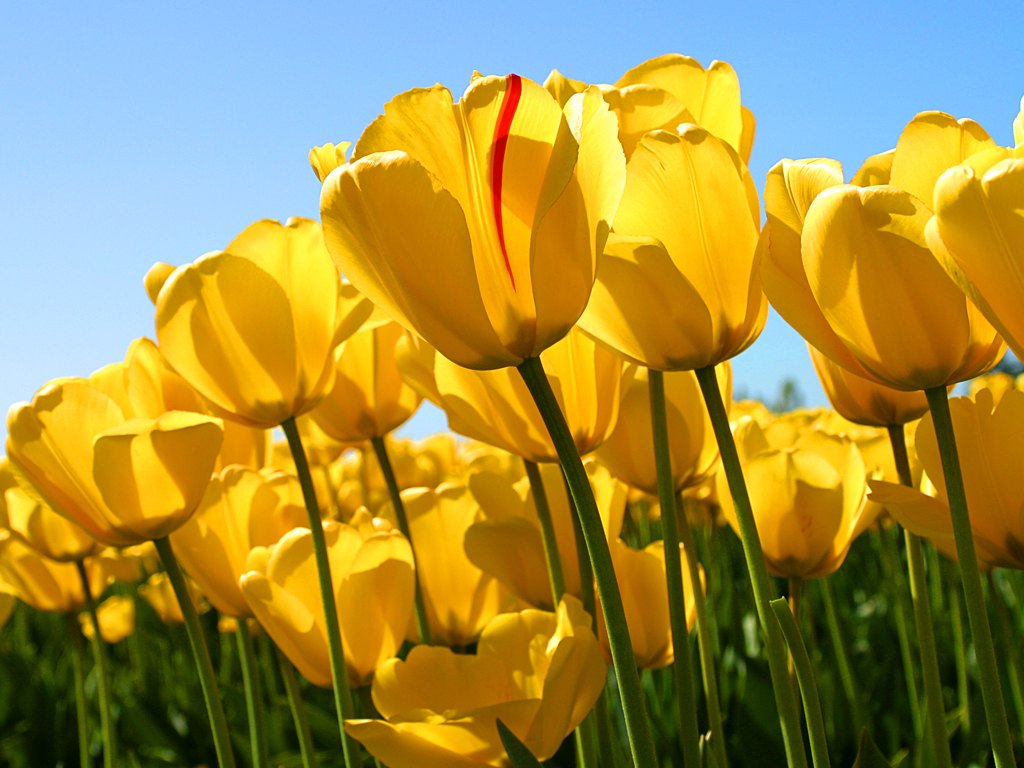 hell Gelb Tulpe Blumensamen zur Aussaat – kompakt Wuchs – Traditionssorte & ohne Gentechnik Samen Hausgarten