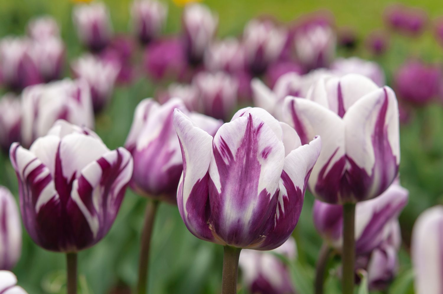 Tulip blume samen anpflanzung weiß lavender