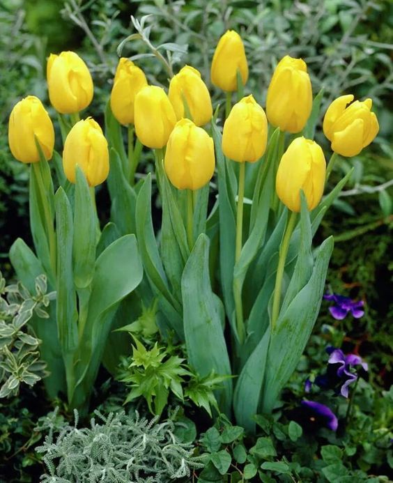 tief Gelb Tulpe Blumensamen zur Aussaat kompakt Wuchs Traditionssorte & ohne Gentechnik Samen Hausgarten
