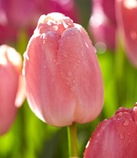 Rosa Tulpe Blumensamen zur Aussaat leuchtend Traditionssorte & ohne Gentechnik Samen Hausgarten