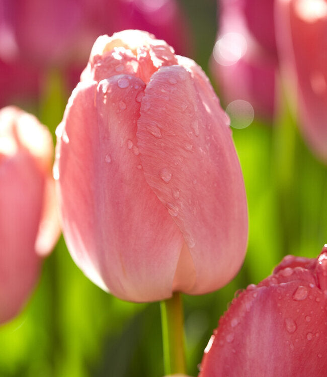 Tulpe Rosa Blumensamen zur Aussaat – robust Sorte – Traditionssorte & ohne Gentechnik Samen Hausgarten