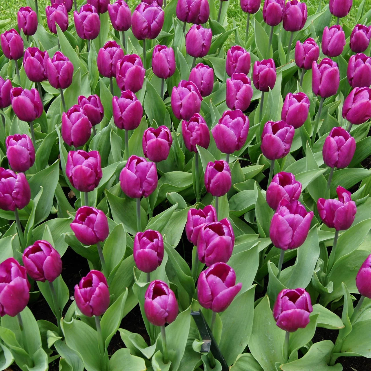 Aroma Tulpe Blumensamen zur Aussaat Bestäuber freundlich Traditionssorte & ohne Gentechnik Samen Hausgarten