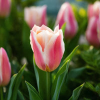 hell Rosa Tulpe Blumensamen zur Aussaat sonnenliebend Traditionssorte & ohne Gentechnik Samen Hausgarten