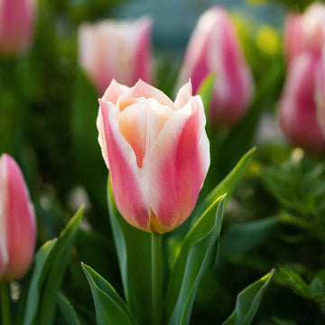 hell Rosa Tulpe Blumensamen zur Aussaat sonnenliebend Traditionssorte & ohne Gentechnik Samen Hausgarten