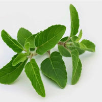 Tulsi Basil Samen for Easy biologisch Zuhause Aussaat