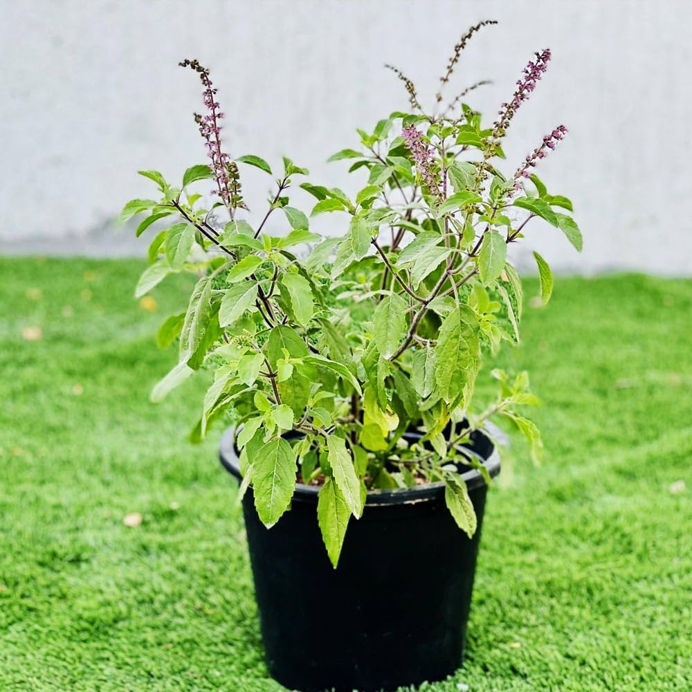 Holy Basil Samen Germinating in Warm Soil
